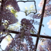 藤揺れる～　