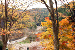 小原町　四季桜と紅葉Ⅰ