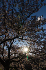  山崎川の桜