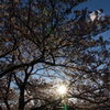  山崎川の桜