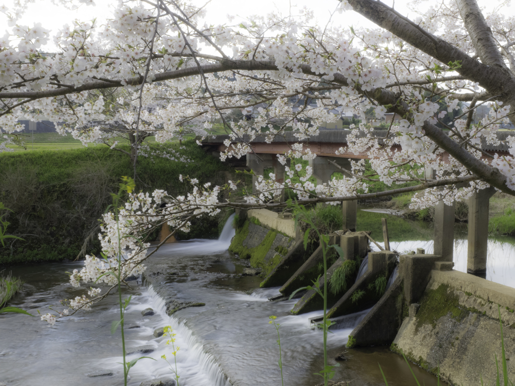 宇陀川桜並木より