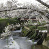 宇陀川桜並木より