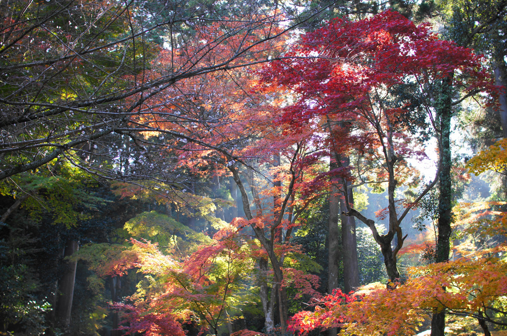 滋賀県 金剛輪寺