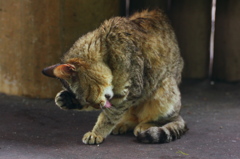雨はやだにゃ
