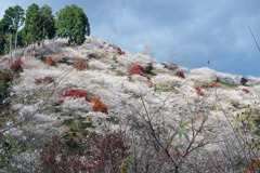小原町　四季桜と紅葉Ⅲ