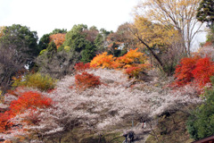 小原町　四季桜と紅葉Ⅱ
