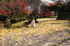 滋賀県　三島池でのんびり暮らしてます（たぶん）