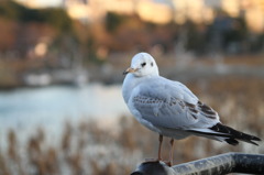 鳥