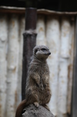 ネズミ？