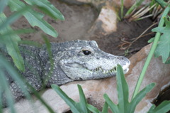 ワニ