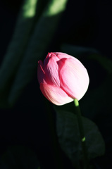 4A8A1605