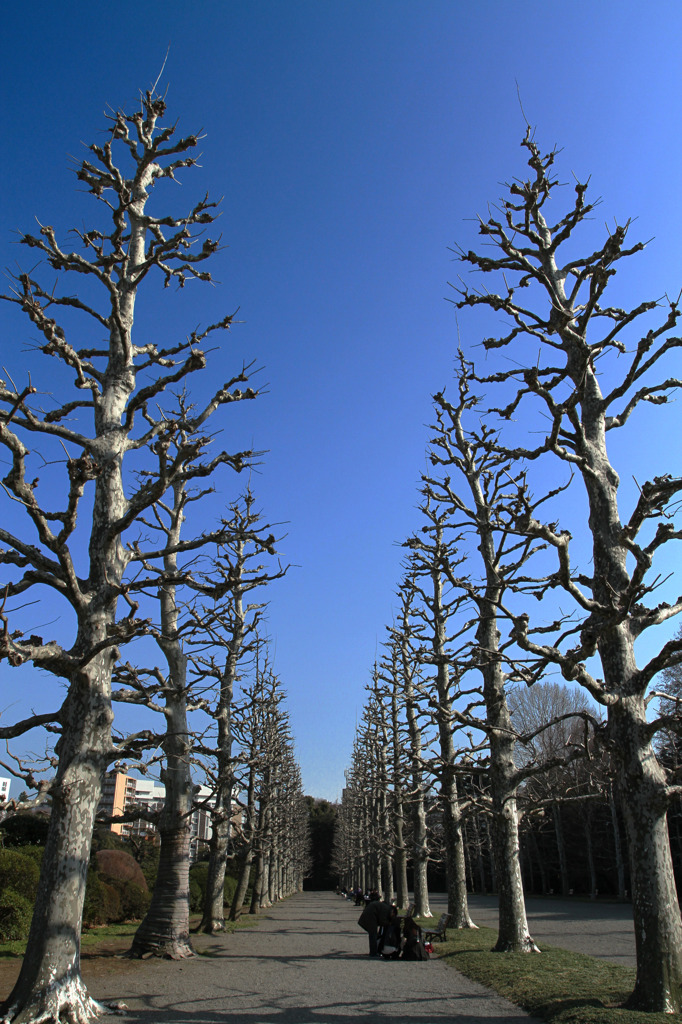 新宿御苑