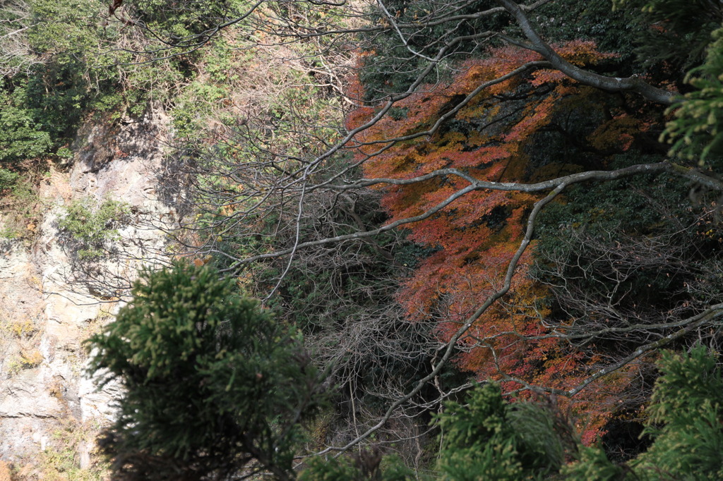 初冬の紅葉