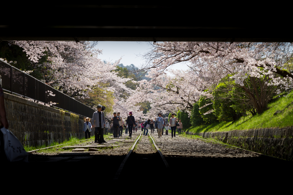 SAKURA ROAD