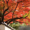 見上げれば秋色