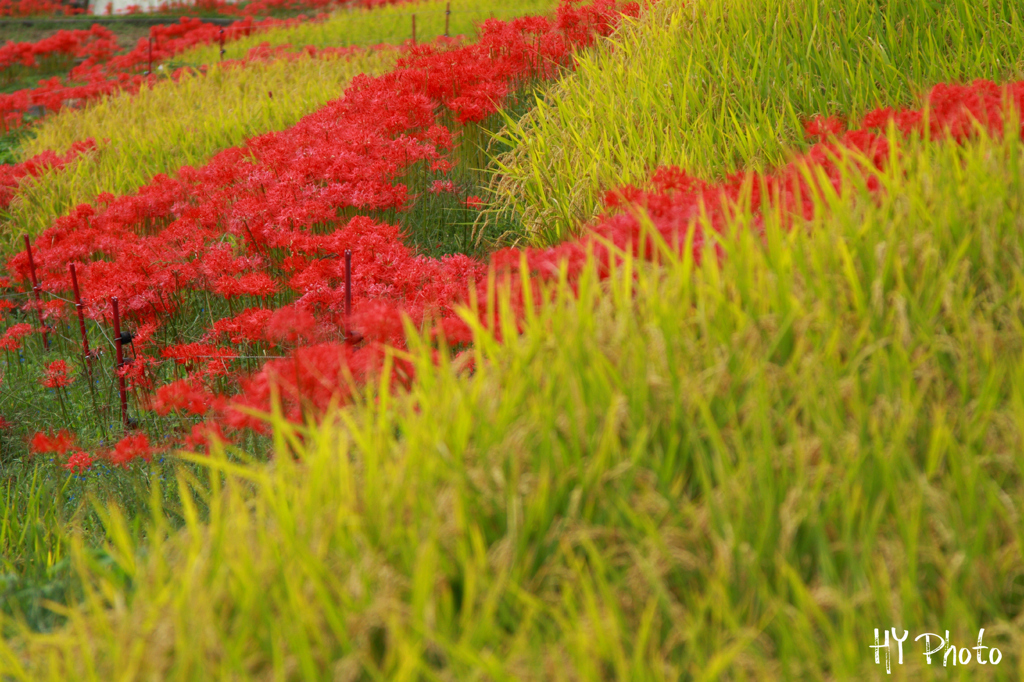 Red and Green