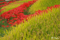 Red and Green