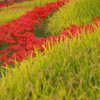 Red and Green