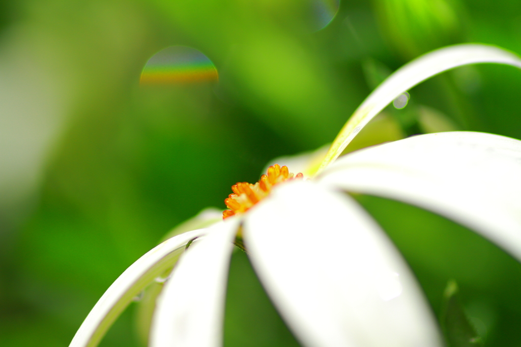 虹ボケと花
