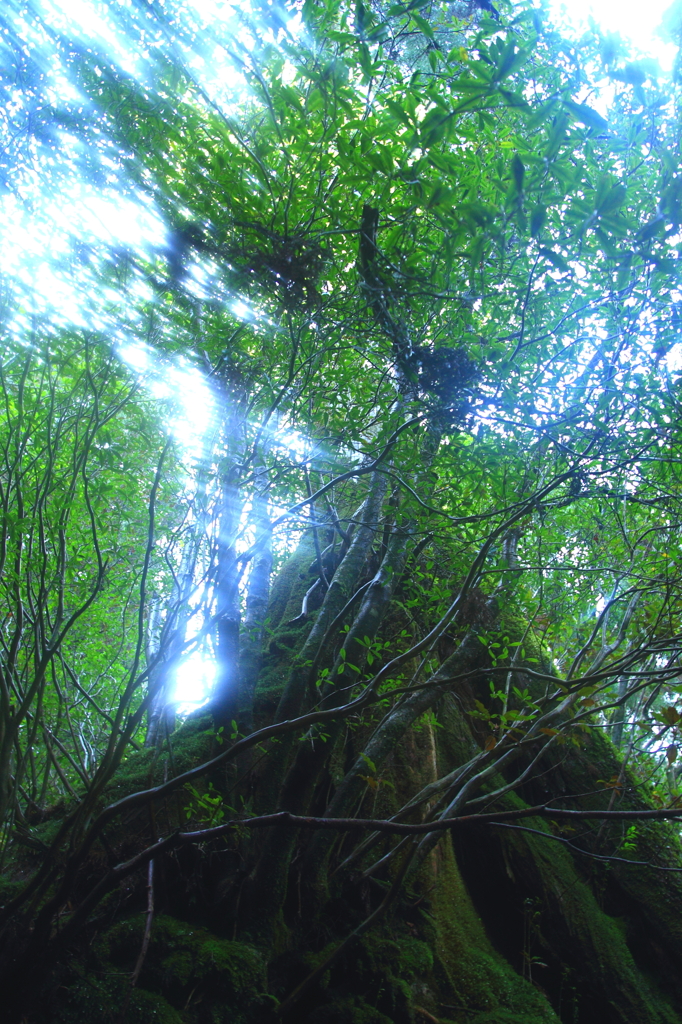 光の風【屋久島シリーズ】