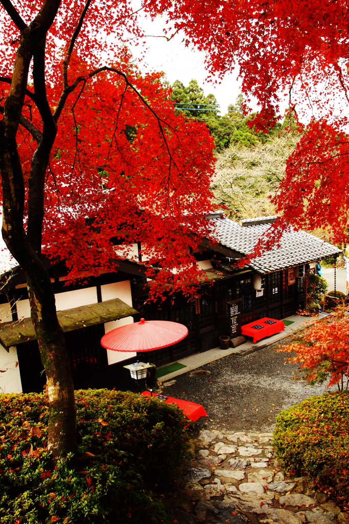 秋月の紅葉