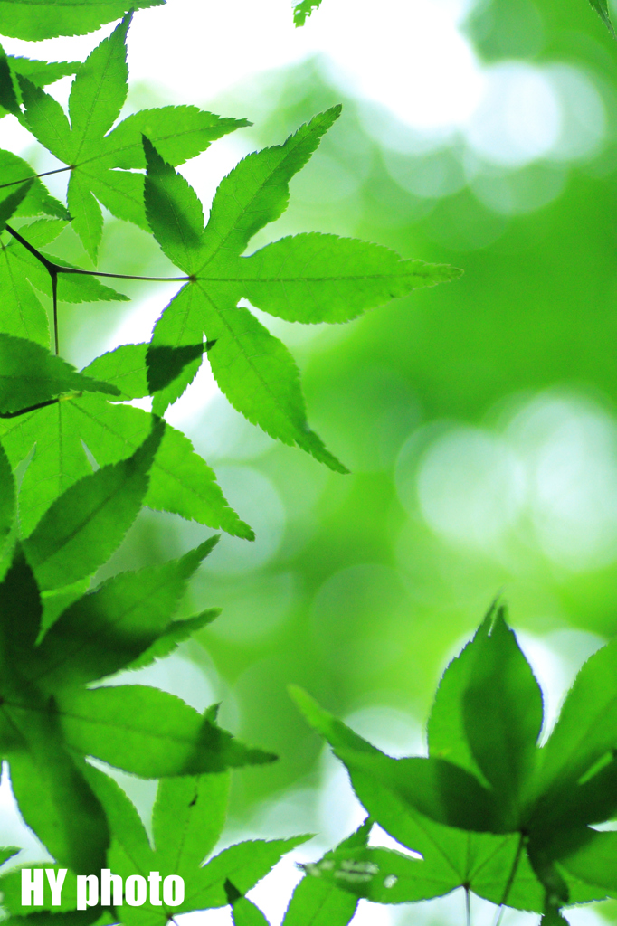 ＧＲＥＥＮ色Ⅱ