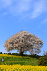 馬場の山桜