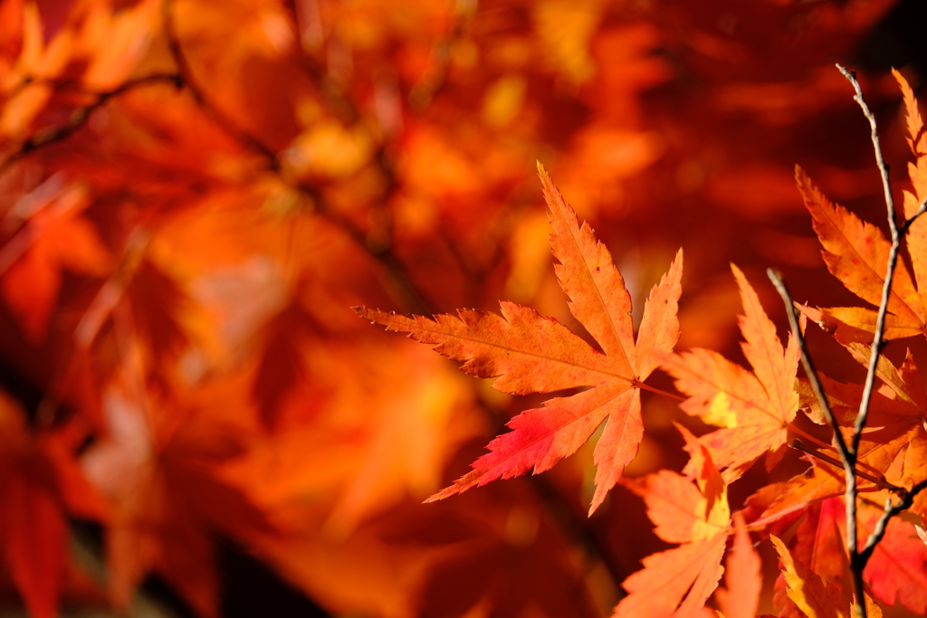 豪徳寺紅葉 2017/Dec/2 - 2