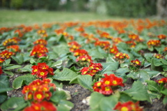 Lined Up Flower