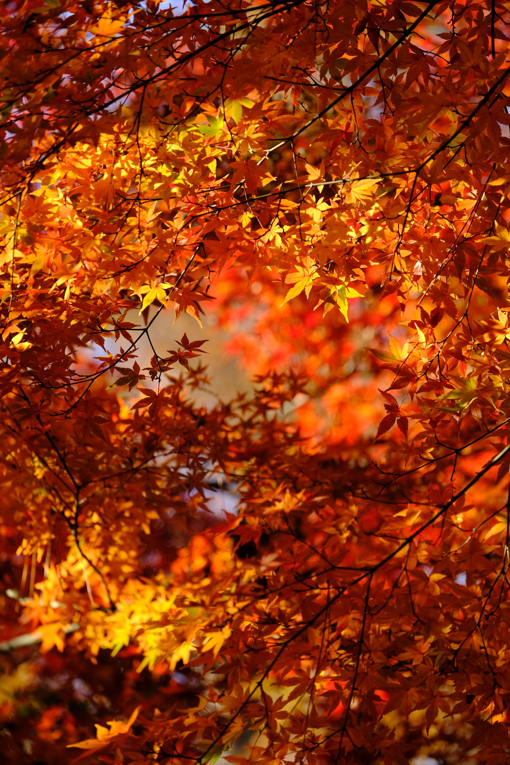 豪徳寺紅葉 2017/Dec/2 - 8