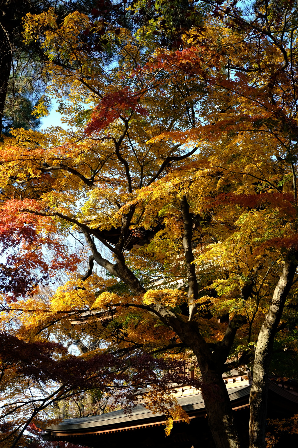 豪徳寺紅葉 2017/Dec/2 - 17