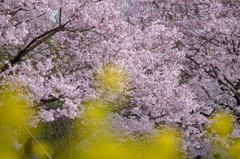 桜と菜の花