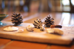 Pine Cones and Shells
