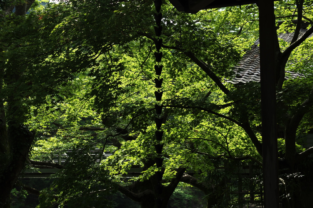 Japanese Rain Spout