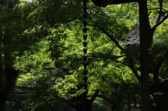 Japanese Rain Spout