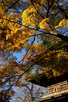 豪徳寺紅葉 2017/Dec/2 - 10