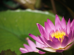 Lotus Flower