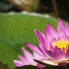 Lotus Flower