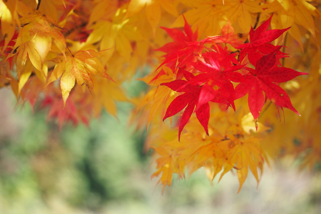 Red in Yellow