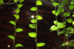 Green Curtain