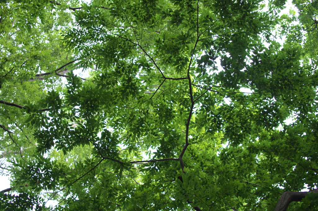 1206 Tokyo-056