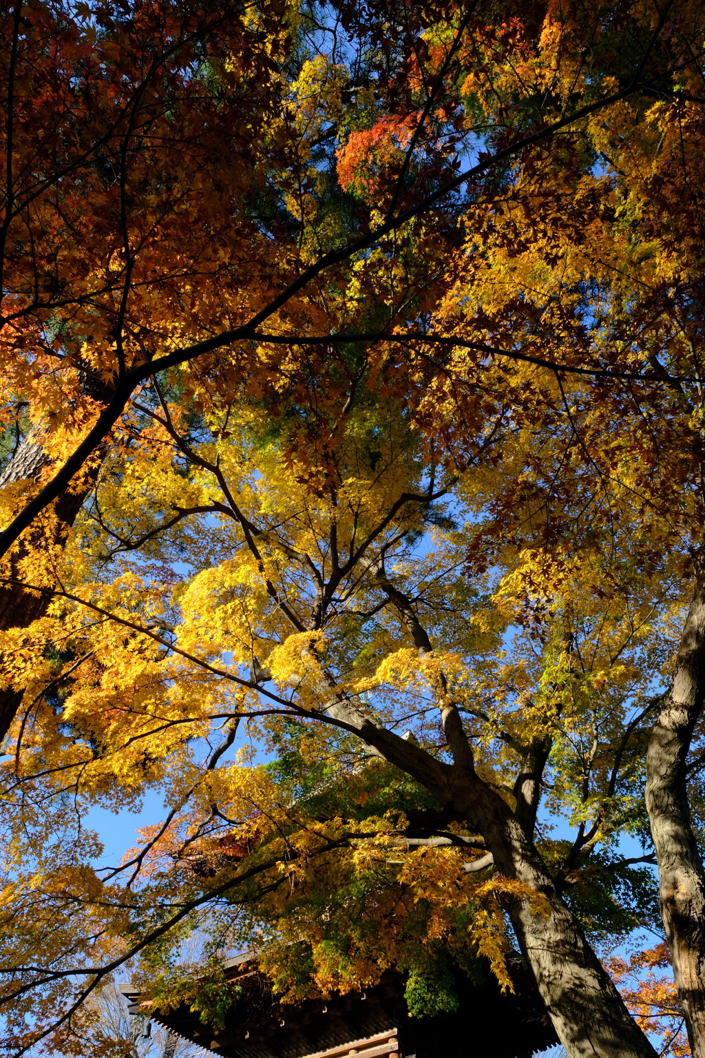 豪徳寺紅葉 2017/Dec/2 - 11