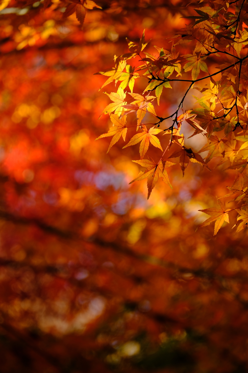 豪徳寺紅葉 2017/Dec/2 - 9