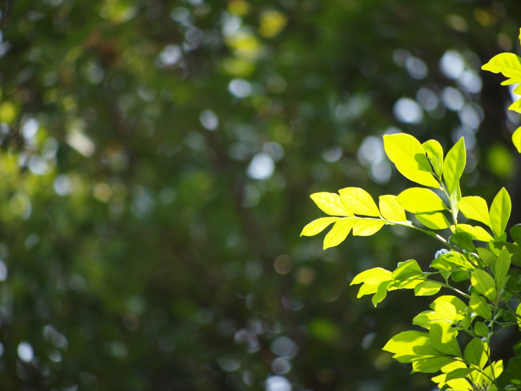 Sunlight Through Leaves