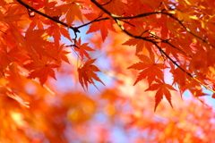 豪徳寺紅葉 2017/Dec/2 - 1