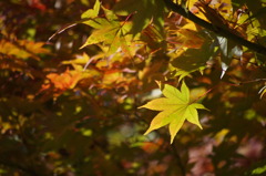A Perfect Leaf