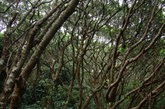 Unapproachable Foliage