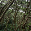 Unapproachable Foliage