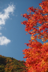 Autumn leaves under Blue Sky