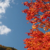 Autumn leaves under Blue Sky